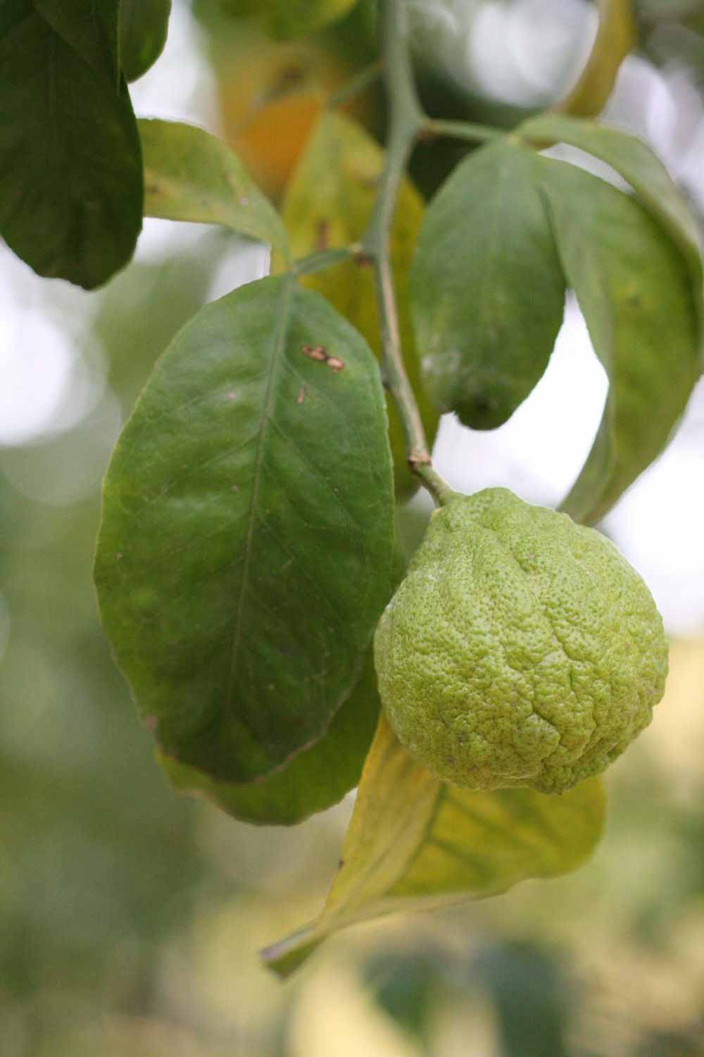            Shade leaves (Riverside, CA)   